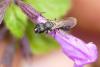 Ceratina cucurbitina